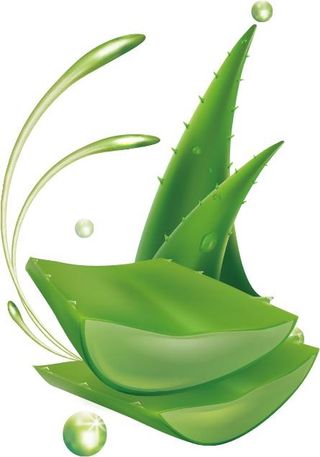 芦荟 PNG免抠