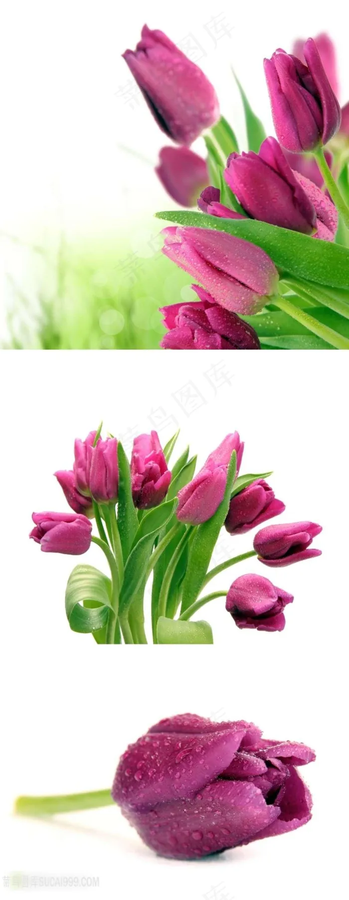 娇美的紫色郁金香鲜花素材