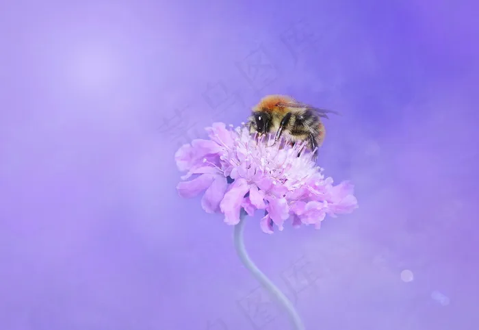 采蜜的蜜蜂图片