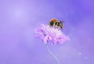 采蜜的蜜蜂图片