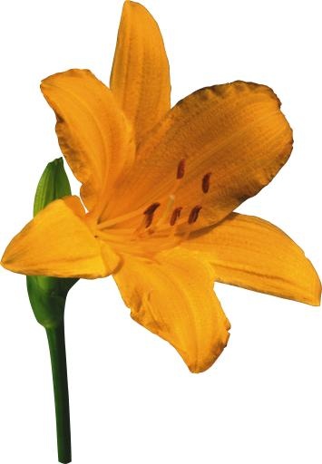 百合花免抠(2757x3969)