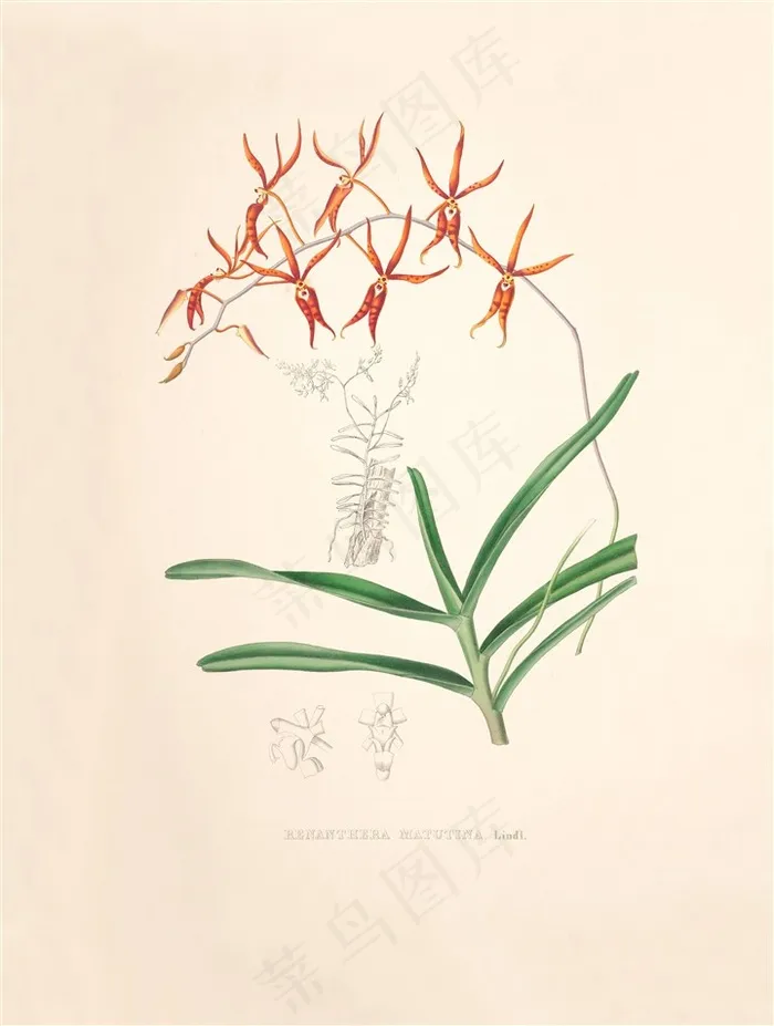 彩绘兰花手绘插画图片
