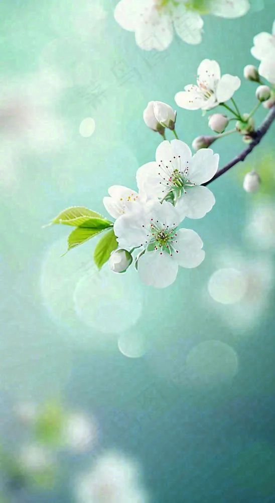 白色樱花花朵鲜花在阳光下，春天立春春分惊蛰摄影图(816x1488)