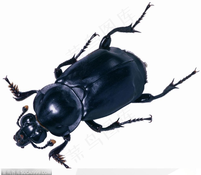 昆虫世界-黑亮的甲虫