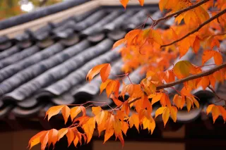 秋末雨过红枫叶苏州庭院风景摄影图