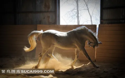 超大尺寸-厩中白马高清壁纸素材