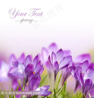 梦幻的紫色鲜花图片