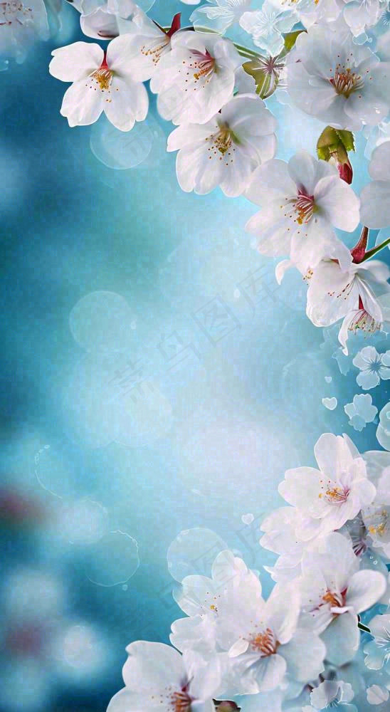 唯美清新白色鲜花，文艺新鲜浪漫情人节摄影图(816x1488)