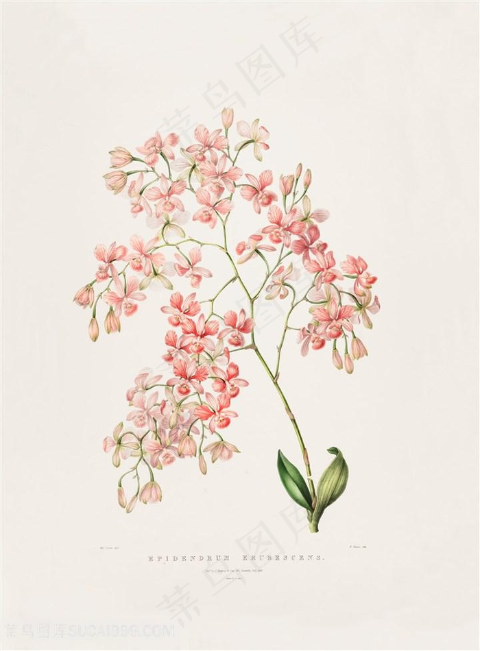 高清兰花复古装饰画