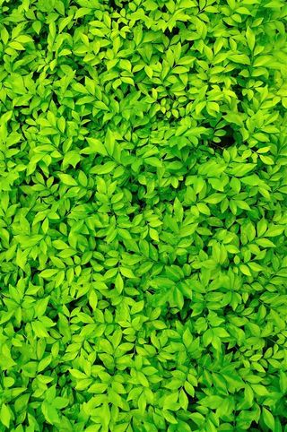 树叶系列 - 青翠美丽的叶子