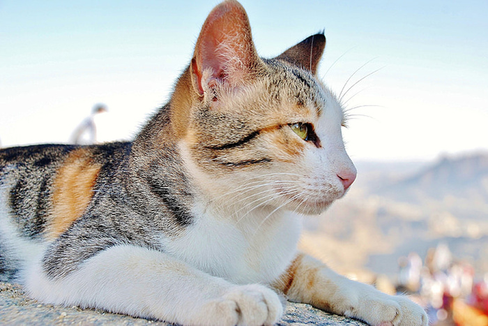 可爱猫咪 动物 素材 奶萌 (89)