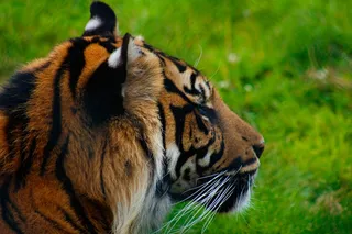 老虎侧面头部特写图片