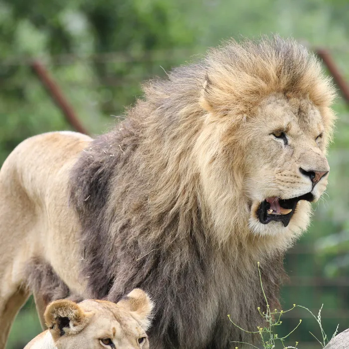 狮子动物园动物森林野生设计素材