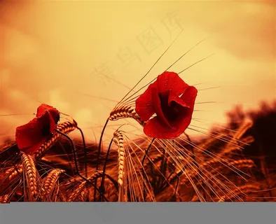 夕阳下的罂粟摄影
