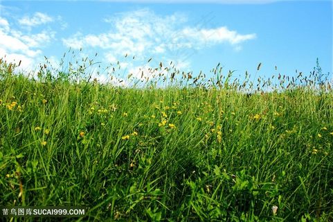 高清蓝天草地素材