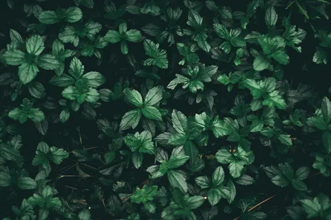 非主流绿叶植物图片 非主流绿叶植物图片