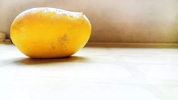 水果 芒果 植物 素材 (28)