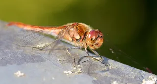 微距红蜻蜓图片