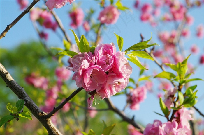 树枝上粉红色梅花鲜花图片