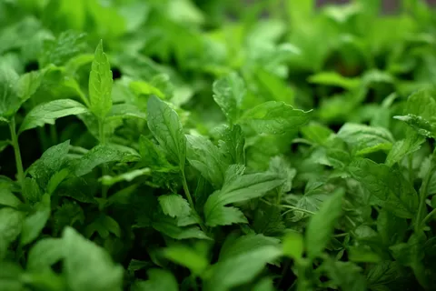 菜园里的蔬菜青菜摄影图 菜园里的蔬菜青菜摄影图