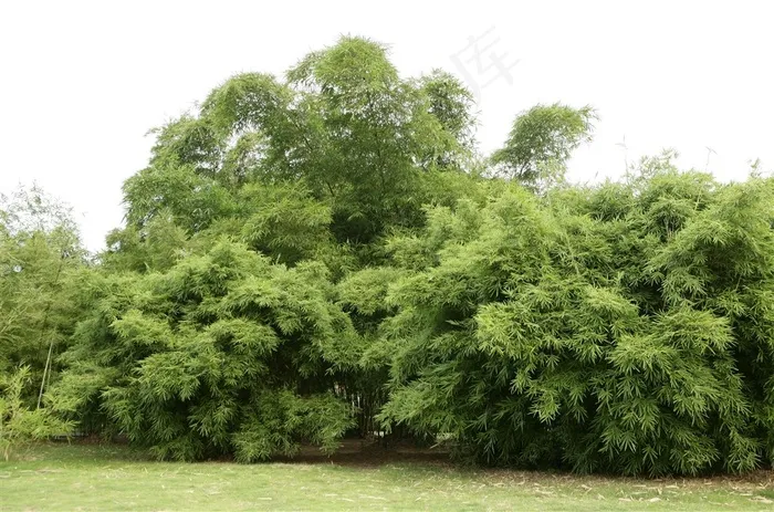 草地绿色竹林图片
