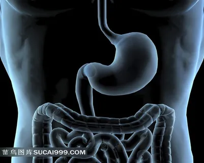 人体肠胃透视图
