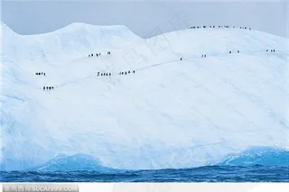 冰山上成群的企鹅