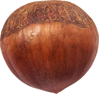 03_Chestnut