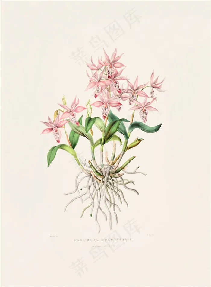 现代简约兰花彩绘插画图片