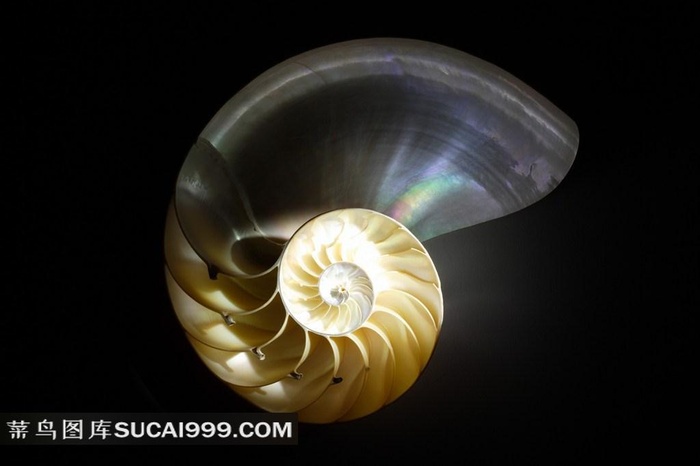 大海的贝壳和海螺高清摄影美图