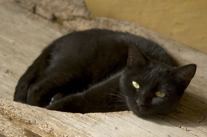 猫流浪猫野猫山猫动物猫仔设计素材黑猫