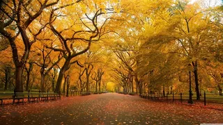 枫叶唯美林荫大道树林风景图片