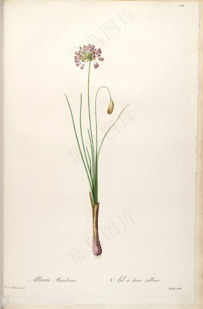 原版高清雷杜德花束复古水彩插画