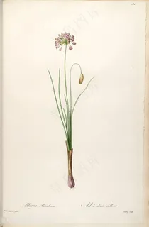 原版高清雷杜德花束复古水彩插画 原版高清雷杜德花束复古水彩插画