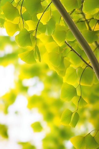 简约唯美银杏叶黄绿色背景