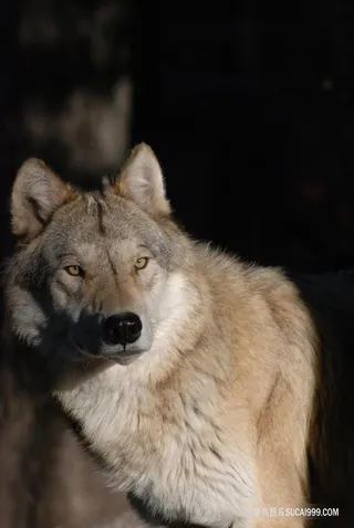 黑夜危机四伏的狼图片