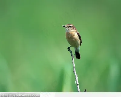 独占枝头的小鸟