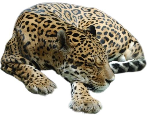 猎豹 PNG免抠(670x525)