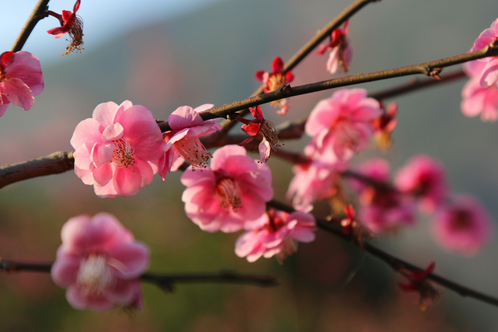 桃花美景高清摄影图背景