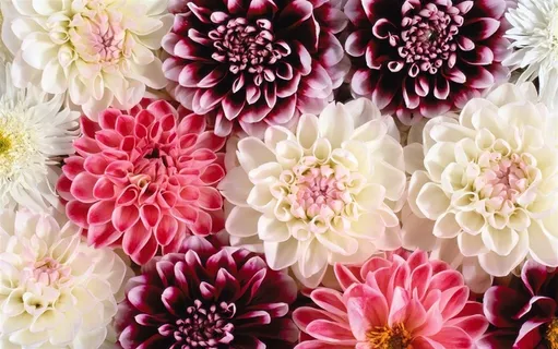 炫彩花朵背景大图 炫彩花朵背景大图