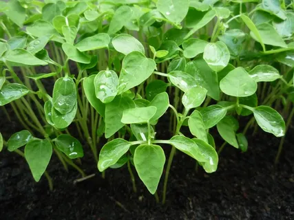 嫩芽小清新图片 嫩芽小清新图片