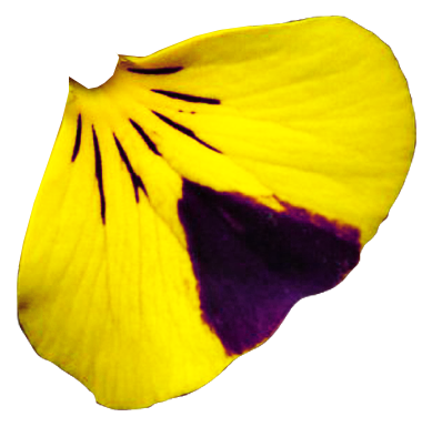 花瓣花朵免扣图片 
