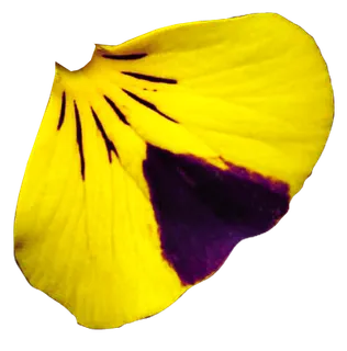 花瓣花朵免扣图片 