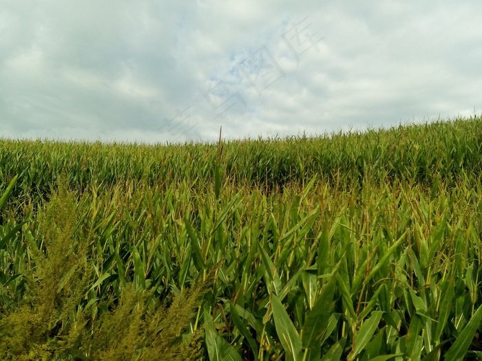 天空下的玉米地图片