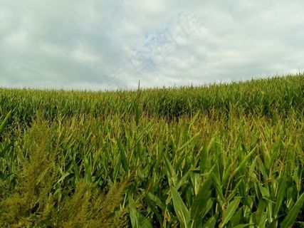天空下的玉米地图片