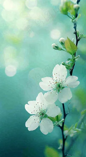 春天清新白色樱花浪漫花瓣枝叶，立春摄影图