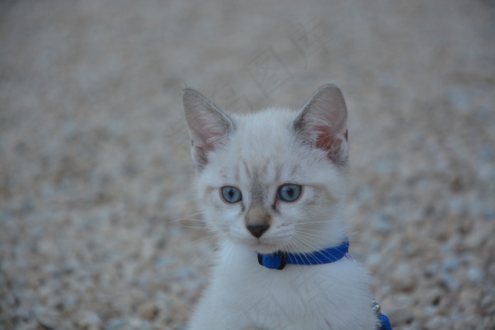 头查顿, 眼睛, 蓝调, 猫看, 猫科动物, 小胡子