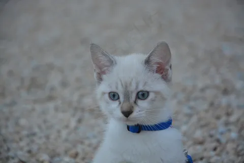 头查顿, 眼睛, 蓝调, 猫看, 猫科动物, 小胡子