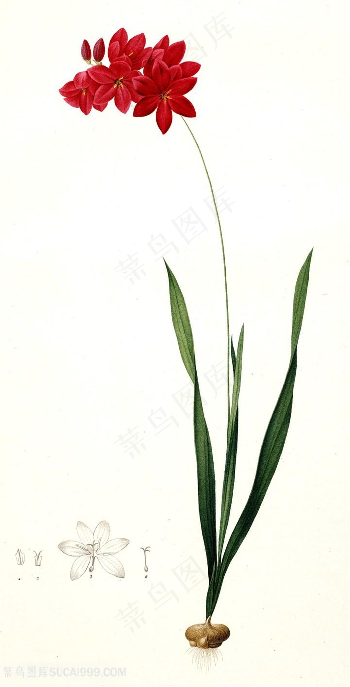 高清植物花卉兰花