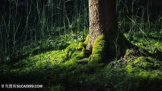 大树草地风景画壁纸 大树草地风景画壁纸